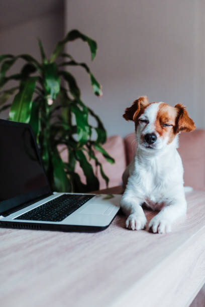 istock cute jack russell dog working on laptop at home. Technology concept 1206500290