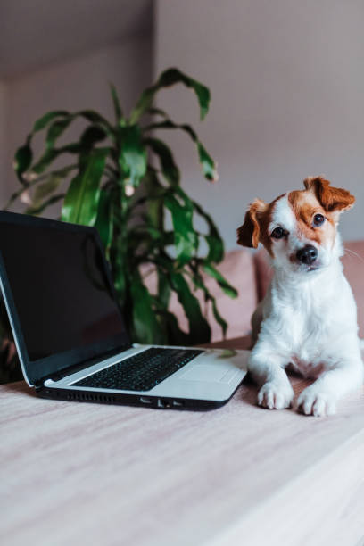 istock cute jack russell dog working on laptop at home. Technology concept 1206500295