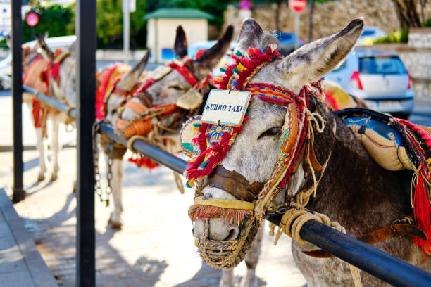 Donkey taxi landmark in Mijas white-washed spanish village Donkey taxi landmark in Mijas white-washed spanish village. Lot of donkey taxis waiting for tourists to come and ride them through the village. Costa del Sol, Andalusia, Spain, Europe donkey taxi in mijas spain stock pictures, royalty-free photos & images