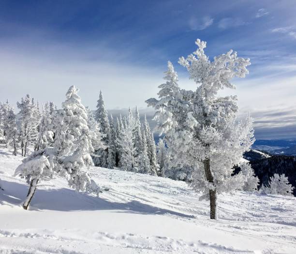 istock Snow and sunshine in a winter wonderland 1206501058
