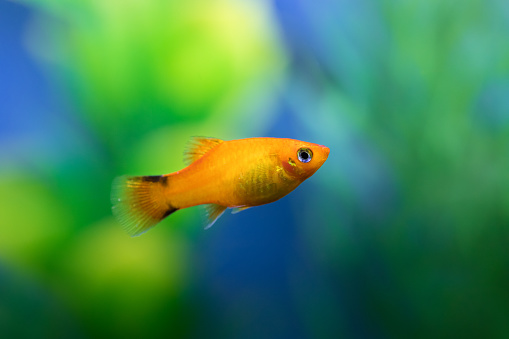 Beautiful rich orange color aquarium fish with contrasting blurred colors behind