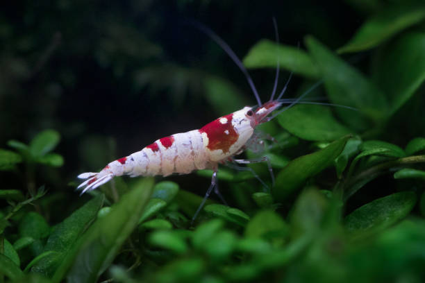 Close up of Crystal Red Shrimp Beautiful red and white aquarium shrimp close up decapoda stock pictures, royalty-free photos & images