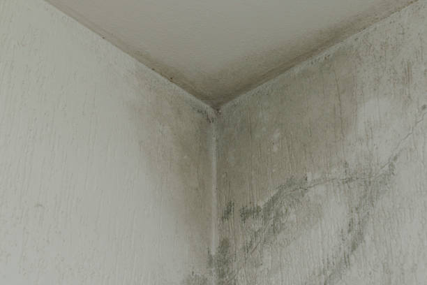 infiltration and mold on the ceiling stock photo