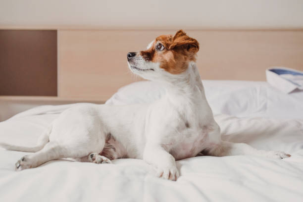 istock cute small dog lying on bed. Pets indoors. Relax 1206502733