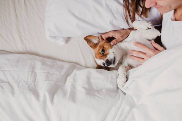 istock cute small dog lying on bed with her human. Pets indoors. Relax 1206502737