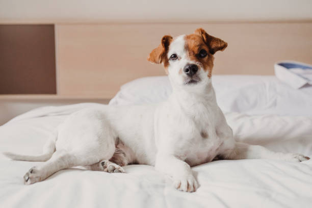 istock cute small dog lying on bed. Pets indoors. Relax 1206502744