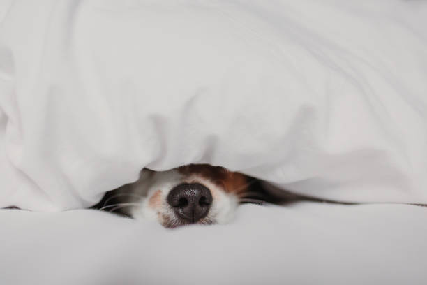 白いカバーの下のベッドの上で眠っているかわいい柔らかい白と茶色のジャックラッセル�。冬とリラックスコンセプト - dog illness humor pets ストックフォトと画像