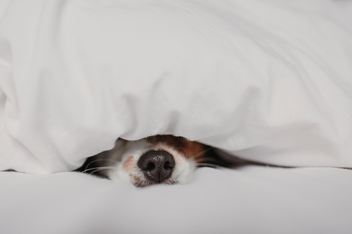 cute tender white and brown jack russell sleeping on a bed under a white cover. Winter and relax concept