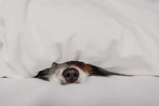 Photo of cute tender white and brown jack russell sleeping on a bed under a white cover. Winter and relax concept