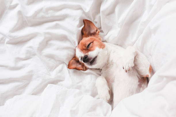 istock cute dog sleeping on bed, white sheets.morning 1206502814