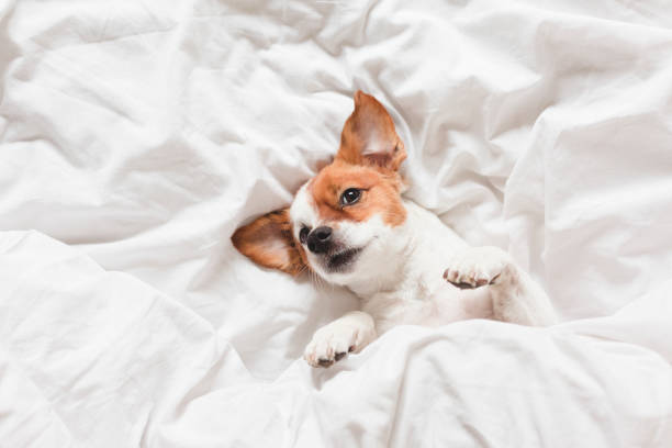 istock cute dog sleeping on bed, white sheets.morning 1206502831