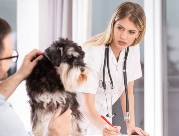 istock Cute dog at veterinary examination 1206502891