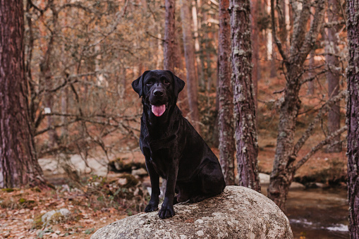 beautiful black labrador sitting on a rock among brown leaves in the mountain. pets outdoors