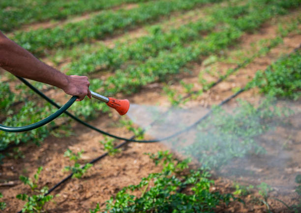 istock Farmer using manual pesticide sprayer on parsley field 1206506049