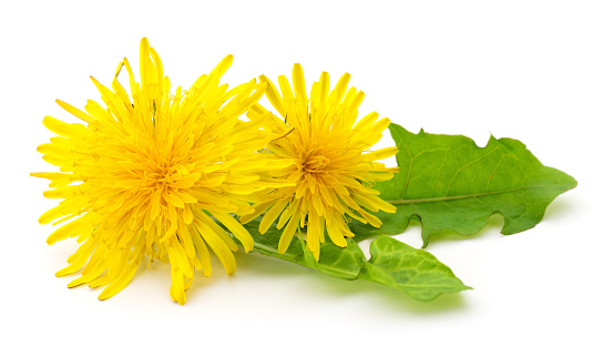 Two dandelions with leaves isolated on white background.