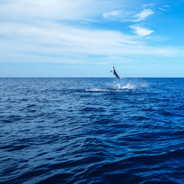 istock Swordfish leaping out of the water 1206507688