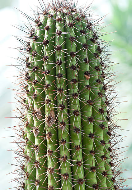 Spiney Cactus stock photo