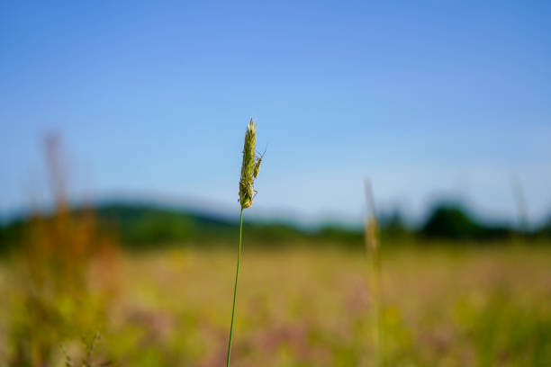 primer plano de una cabeza de semilla de hierba / flor - long grass uncultivated plant stage plant condition fotografías e imágenes de stock