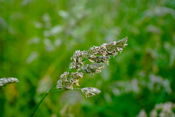 primer plano de una cabeza de semilla de hierba / flor - long grass uncultivated plant stage plant condition fotografías e imágenes de stock