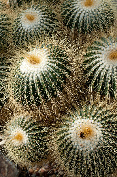 Pincushion Cactus stock photo