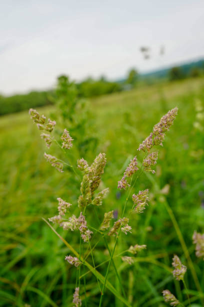 잔디 씨 머리/꽃의 클로즈업 - long grass uncultivated plant stage plant condition 뉴스 사진 이미지