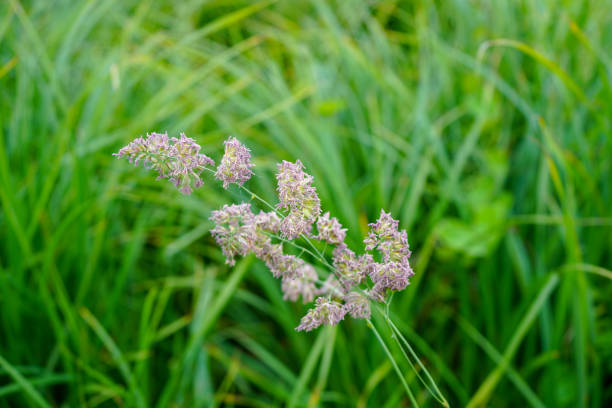 잔디 씨 머리/꽃의 클로즈업 - long grass uncultivated plant stage plant condition 뉴스 사진 이미지