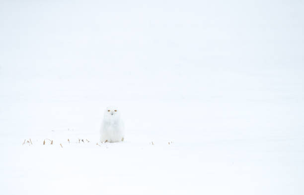 istock Snowy Owl in Canada 1206511473
