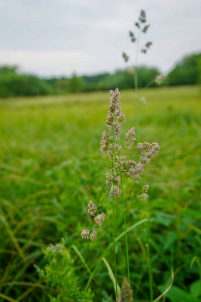 잔디 씨 머리/꽃의 클로즈업 - long grass uncultivated plant stage plant condition 뉴스 사진 이미지