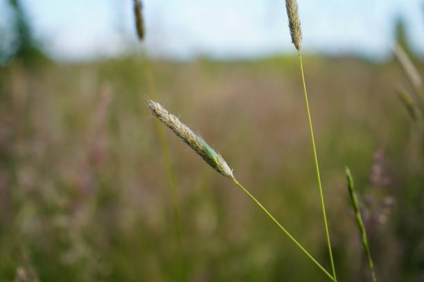 primer plano de una cabeza de semilla de hierba / flor - long grass uncultivated plant stage plant condition fotografías e imágenes de stock