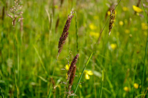 primer plano de una cabeza de semilla de hierba / flor - long grass uncultivated plant stage plant condition fotografías e imágenes de stock