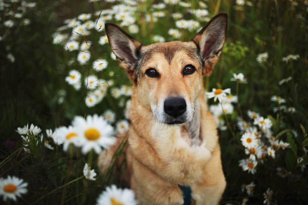 istock Loyal sitting dog amidst chamomiles at summer day 1206513103