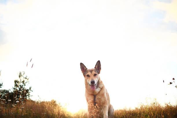 Excited wolfdog sitting on dry ground near grass during sundown in field in nature