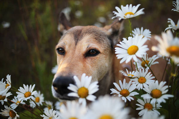 Excited wolfdog sitting amidst chamomiles and looking at camera in green meadow in nature