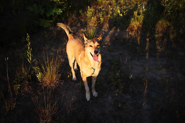 Loyal dog walking in grassy field and looking at camera while spending time in summer countryside in evening