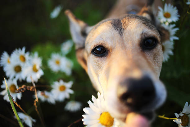 istock Happy dog in blooming field at summer day 1206513200