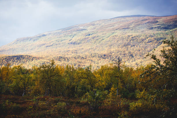 Sunny fall autumn view of Abisko National Park, Kiruna Municipality, Lapland, Norrbotten County, Sweden, with Abiskojokk river, road and Nuolja mountain, near border of Finland, Sweden and Norway vista de otoño de otoño de otoño de otoño soleado del parque nacional de abisko, municipio de kiruna, laponia, condado de norrbotten, suecia, con el río abiskojokk, carretera y montaña nuolja, cerca de la frontera de finlandia, suecia y noruega