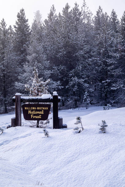 istock Wallowa-Whitman National Forest in northeastern Oregon 1206516105