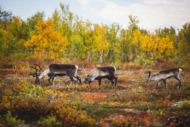 rebaño de grupo de renos caribúes de ciervos pastando en el parque nacional abisko, suecia, laponia, condado de norrboten - animal cute animals deer deer herd fotografías e imágenes de stock