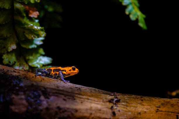 istock Mimic Poison Frog or poison arrow frog 1206516380