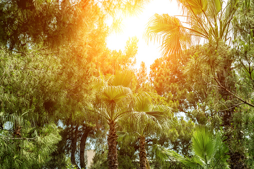 Jungle palm tree forest landscape background . Bright sun backlit. Wild nature green tropical garden, Turkey or Thailand resort scene. Summer vacation travel.