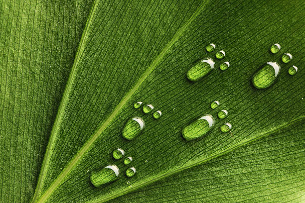 Miniature water footprints embedded on a green leaf stock photo