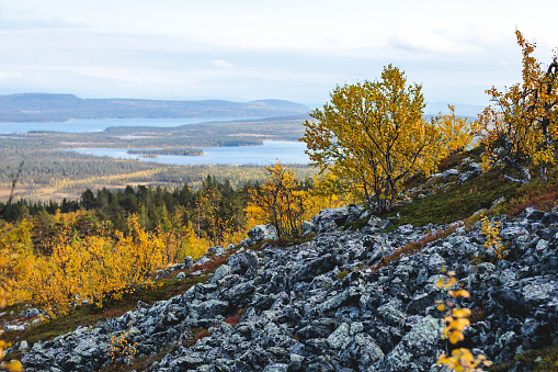 Swedish autumn fall vibrant landscape during hiking to Kurravaara mountain in Norrbotten county, Kiruna Municipality, Northern Sweden\