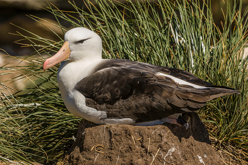 Black Browed Albatross on Nest, Diomedea melanophris;  New Island, Falkland Islands, Diomedeidae;