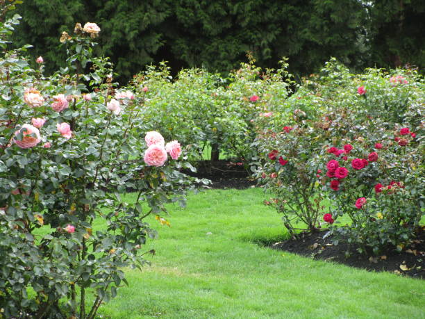 istock Summer Flowers and Scenery at Stanley Park, Canada, 2019 1206519021