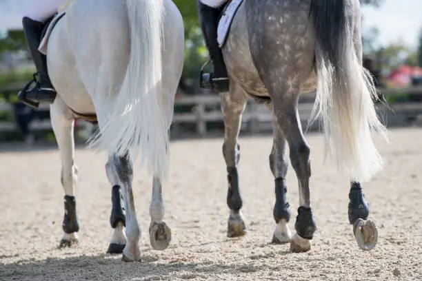 Two gray horses walk around the warm-up ring wearing brushing boots in preparation for a jumper class