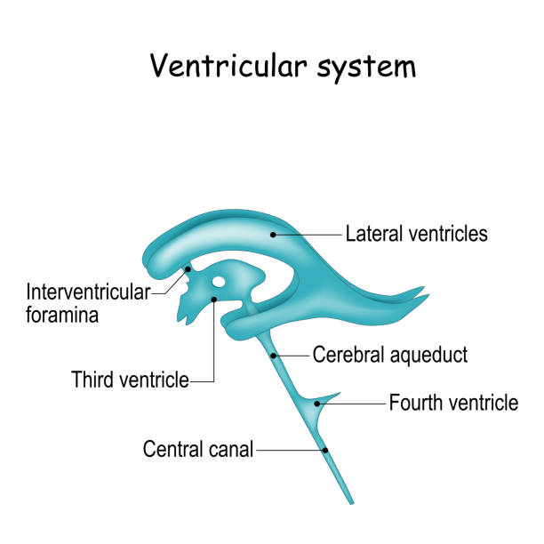 ventrikuläre systemanatomie. - herzkammer stock-grafiken, -clipart, -cartoons und -symbole