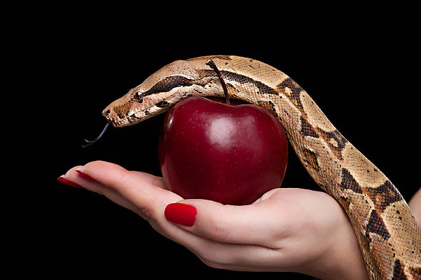 Snake and apple stock photo