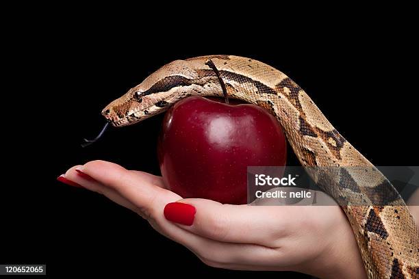 Змея И Apple — стоковые фотографии и другие картинки Семь смертных грехов - Семь смертных грехов, Ева, Адам