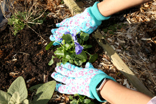 istock Outdoor gardening showing hands 1206521006