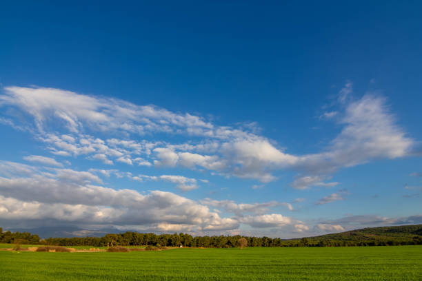 istock A corn field in spring with beatiful light HDR stock photo 1206521046